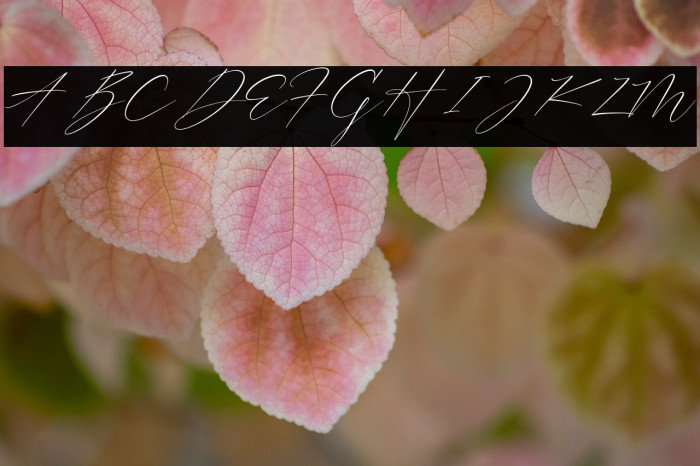 Trescilla Corinne Example 1