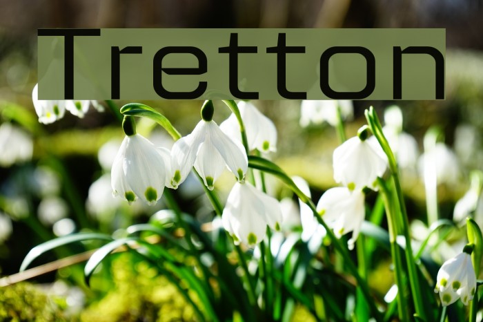 Tretton Font examples