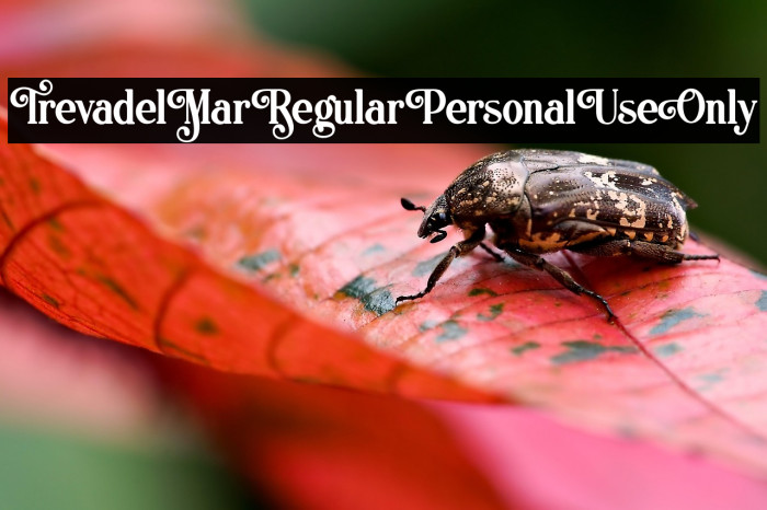 TrevadelMarRegularPersonalUseOnly Example 2