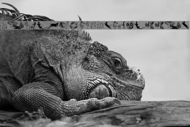 TribalDesignsQuattro Font examples