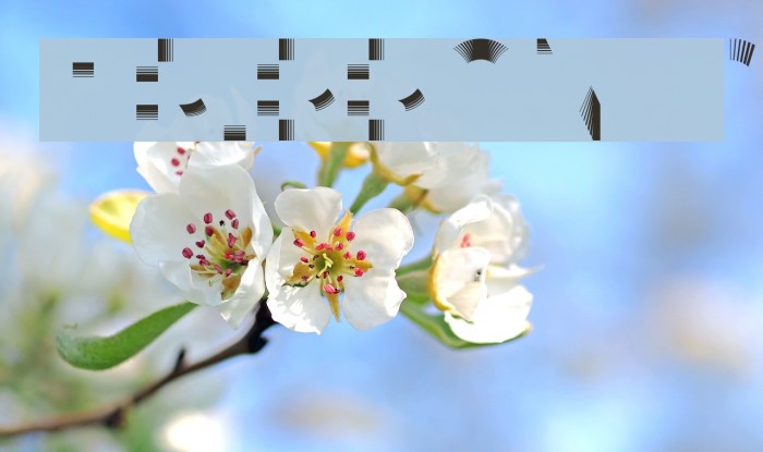 Tribbon C Font examples