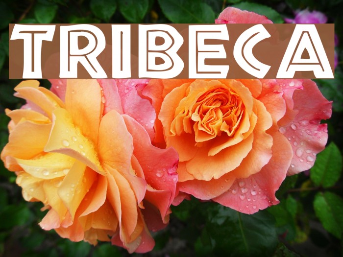 Tribeca フォント examples