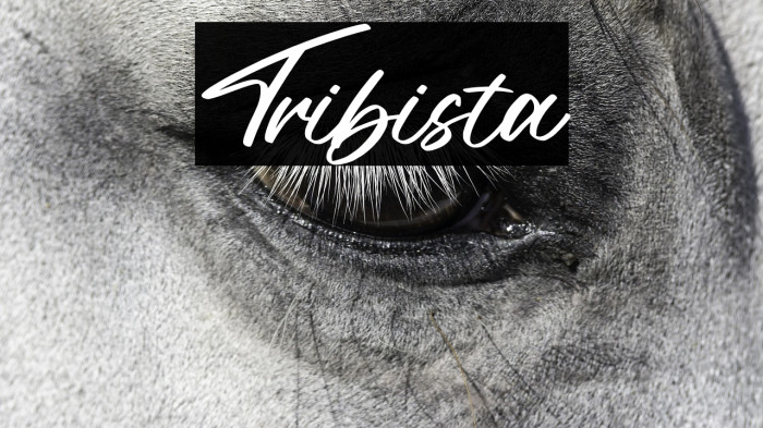Tribista Example 2