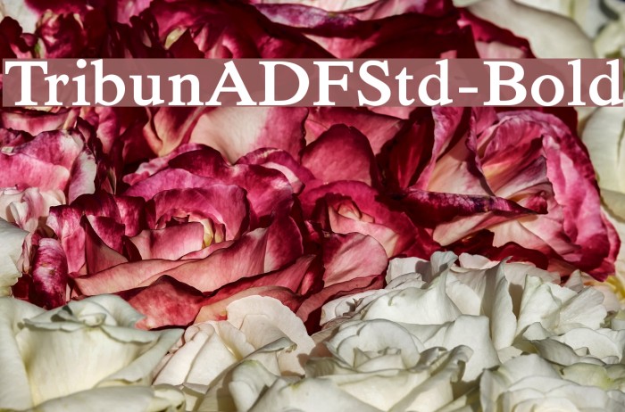 TribunADFStd-Bold Font examples
