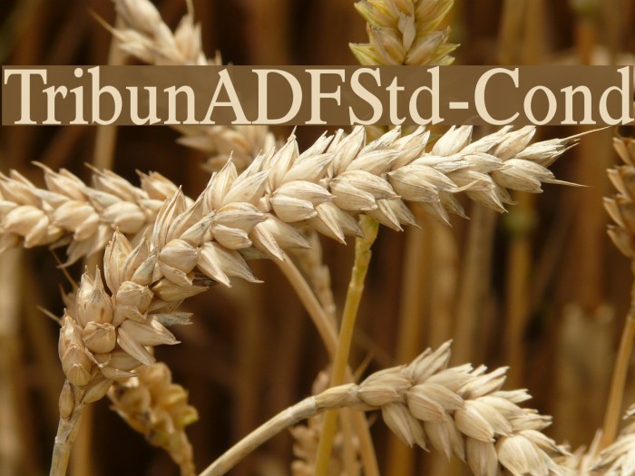 TribunADFStd-Cond Font examples