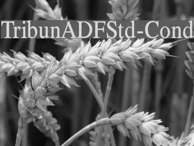 TribunADFStd-Cond Polices examples