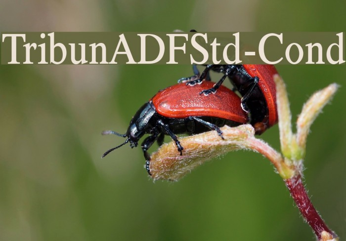 TribunADFStd-Cond Font examples
