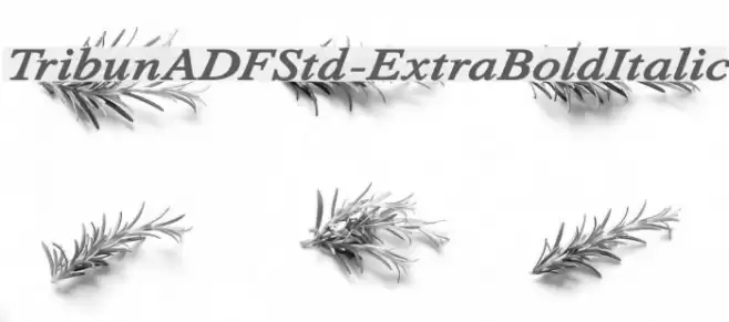 TribunADFStd-ExtraBoldItalic Font examples