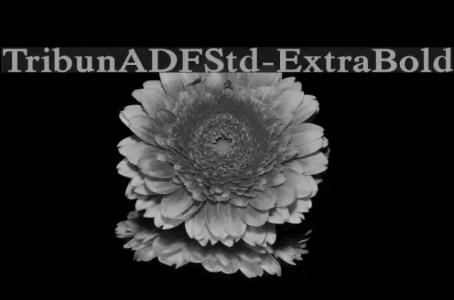 TribunADFStd-ExtraBold Font examples