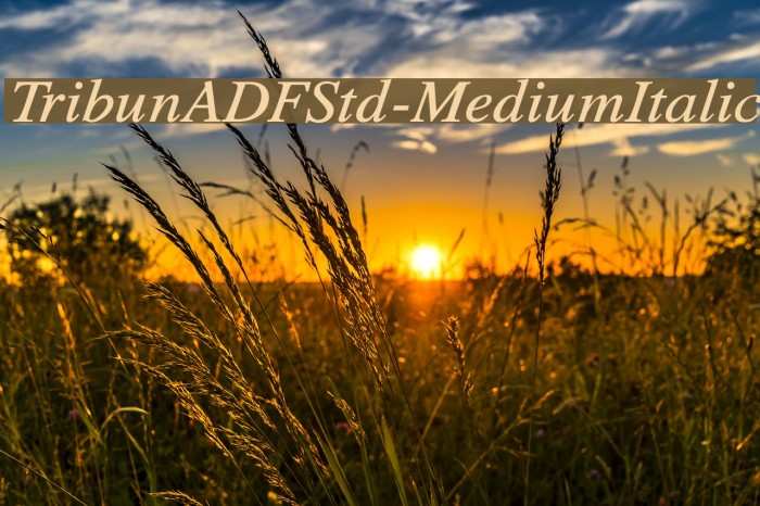 TribunADFStd-MediumItalic Font examples