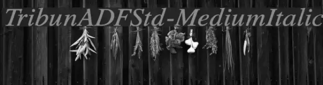 TribunADFStd-MediumItalic フォント examples