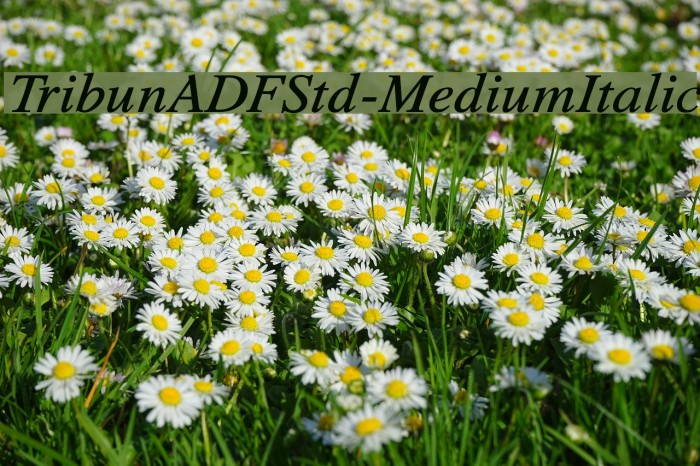 TribunADFStd-MediumItalic Font examples