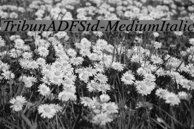 TribunADFStd-MediumItalic フォント examples