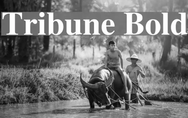 Tribune Bold Font examples