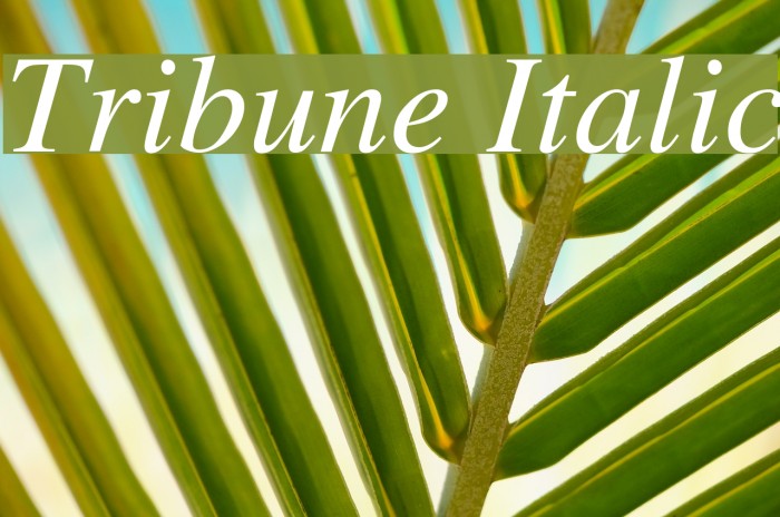 Tribune Italic Font examples