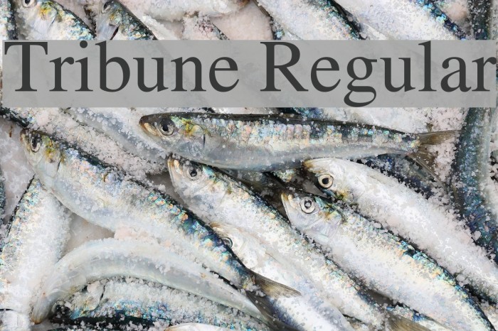 Tribune Regular Font examples