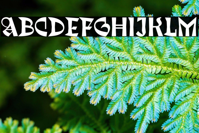 Trickster Reg Fonte examples