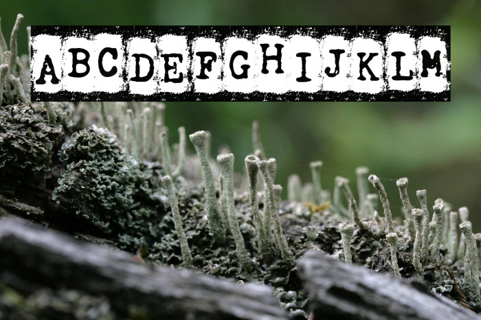 Trip Denied Regular Example 2