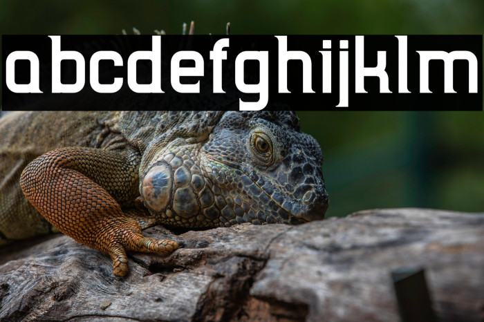 TripSerifCE Bold Example 3