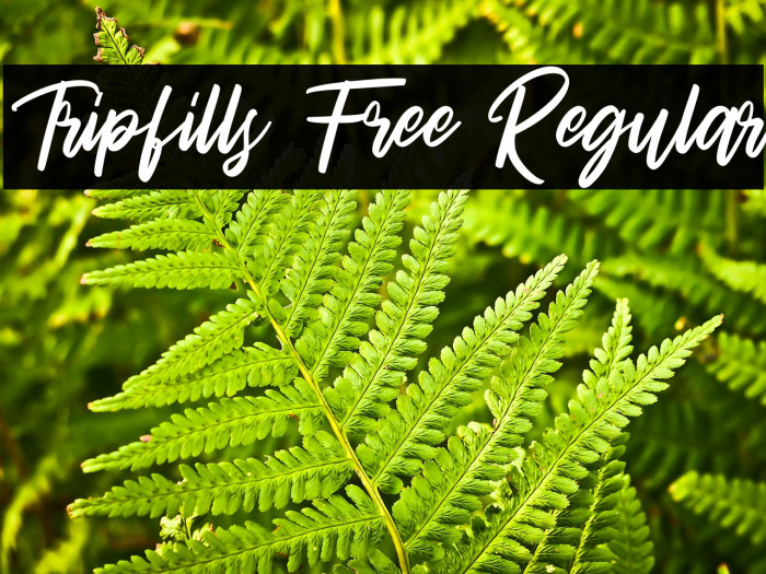 Tripfills Free Regular Example 1