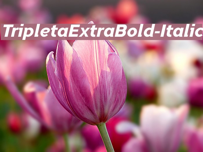 TripletaExtraBold-Italic Font examples