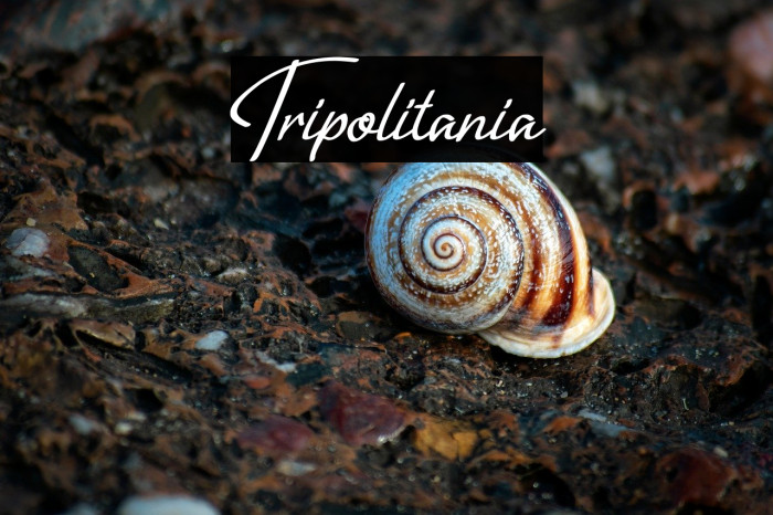 Tripolitania Example 2