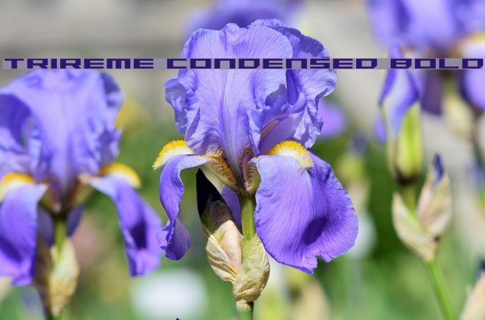 Trireme Condensed Bold Font examples