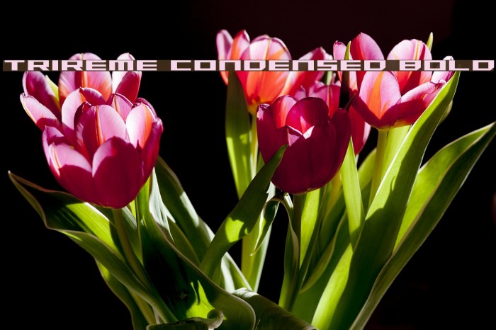 Trireme Condensed Bold Font examples