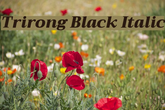 Trirong Black Italic Font examples