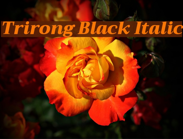 Trirong Black Italic Font examples