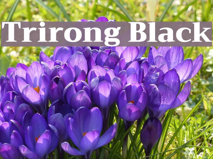 Trirong Black Font examples