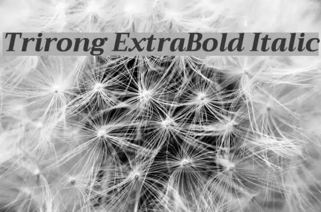 Trirong ExtraBold Italic Font examples