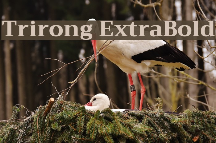 Trirong ExtraBold Font examples