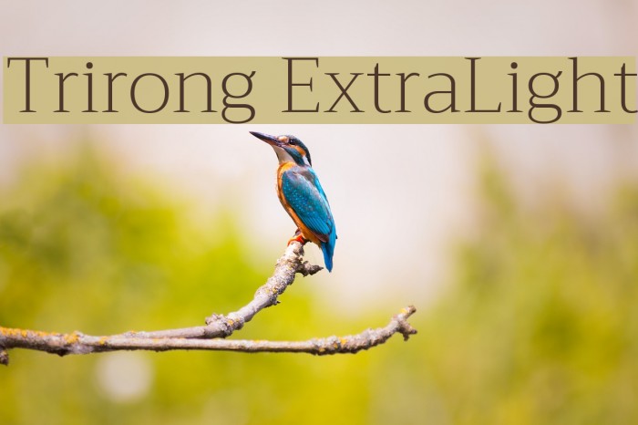 Trirong ExtraLight Schriftart examples