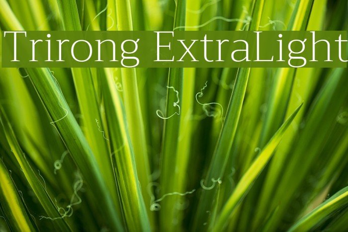 Trirong ExtraLight Schriftart examples