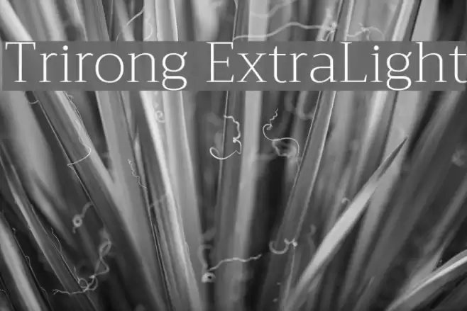 Trirong ExtraLight Schriftart examples