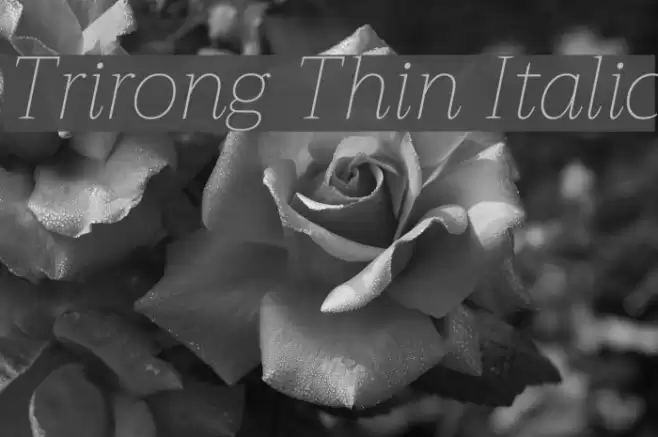 Trirong Thin Italic Font examples