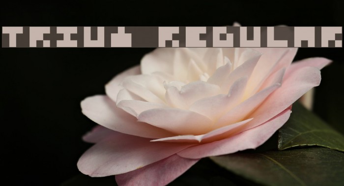 Trium Regular Font examples