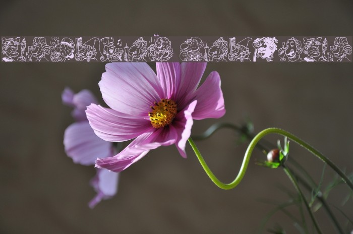 Trognes Regular Example 1