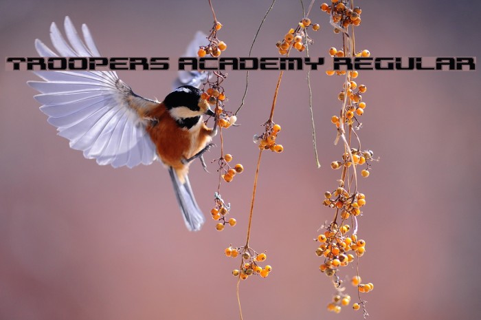 Troopers Academy Regular Example 3