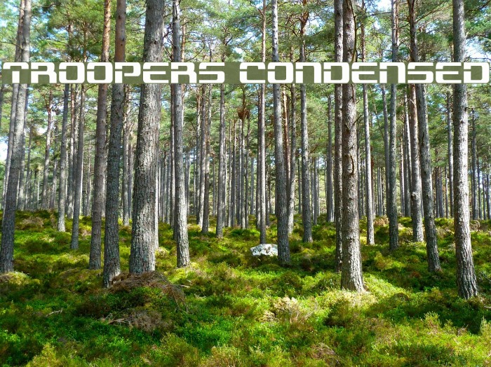 Troopers Condensed Example 1