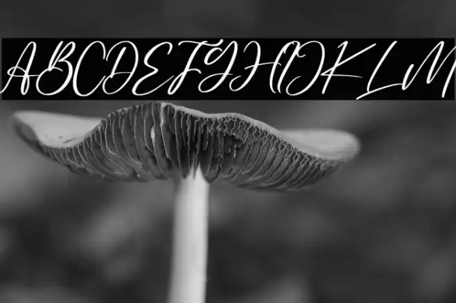 Trophyita Font examples