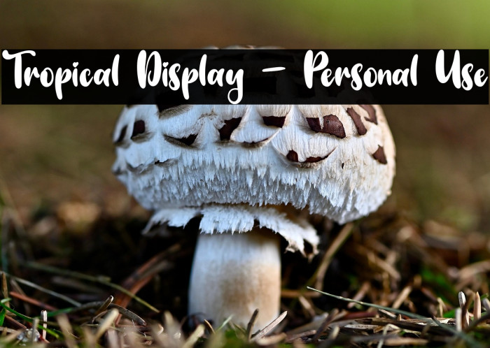 Tropical Display - Personal Use Example 3