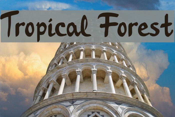 Tropical Forest Example 2