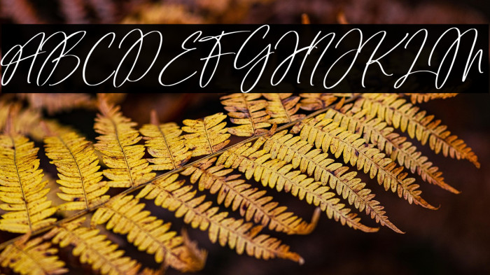 Tropical Harmony Example 2