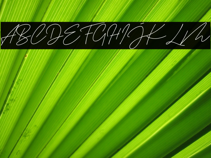 Tropical Summer Signature Font examples