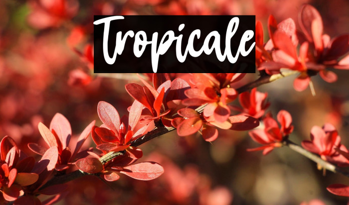 Tropicale Example 2