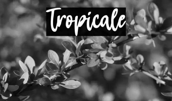Tropicale Font examples