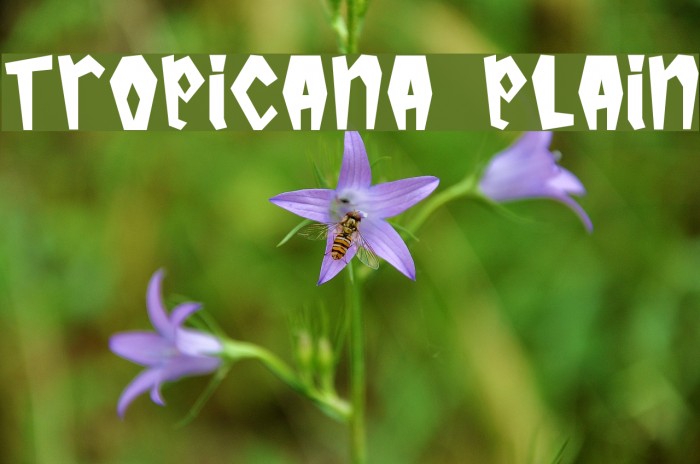 Tropicana Plain لخطوط تنزيل examples