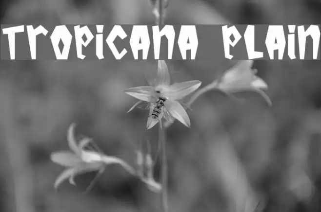 Tropicana Plain خط examples